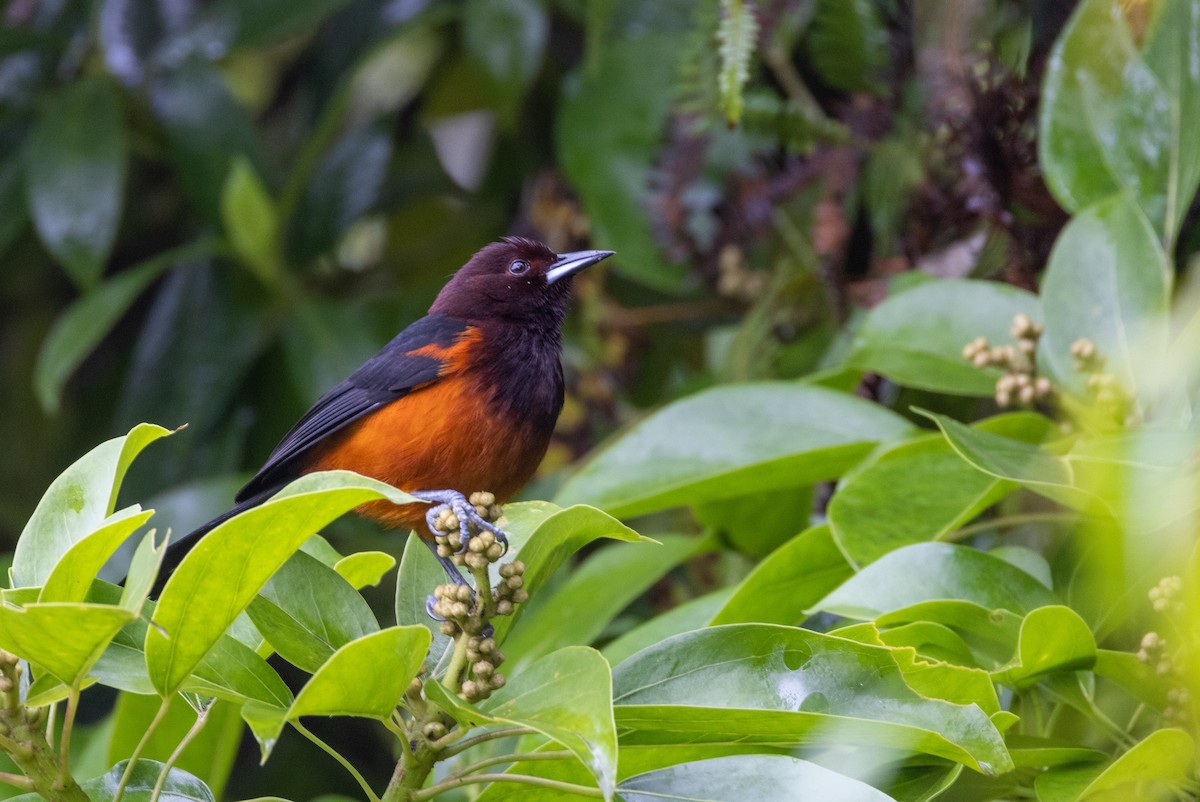 Martinique Oriole - Charlie Bostwick