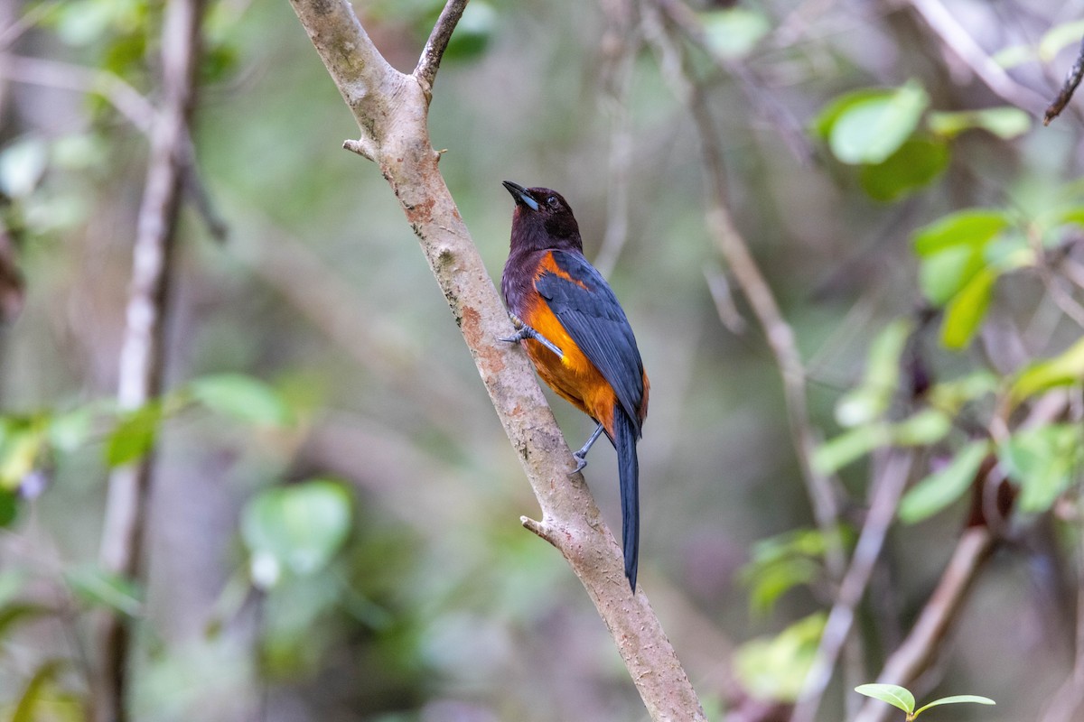 Martinique Oriole - ML540269501
