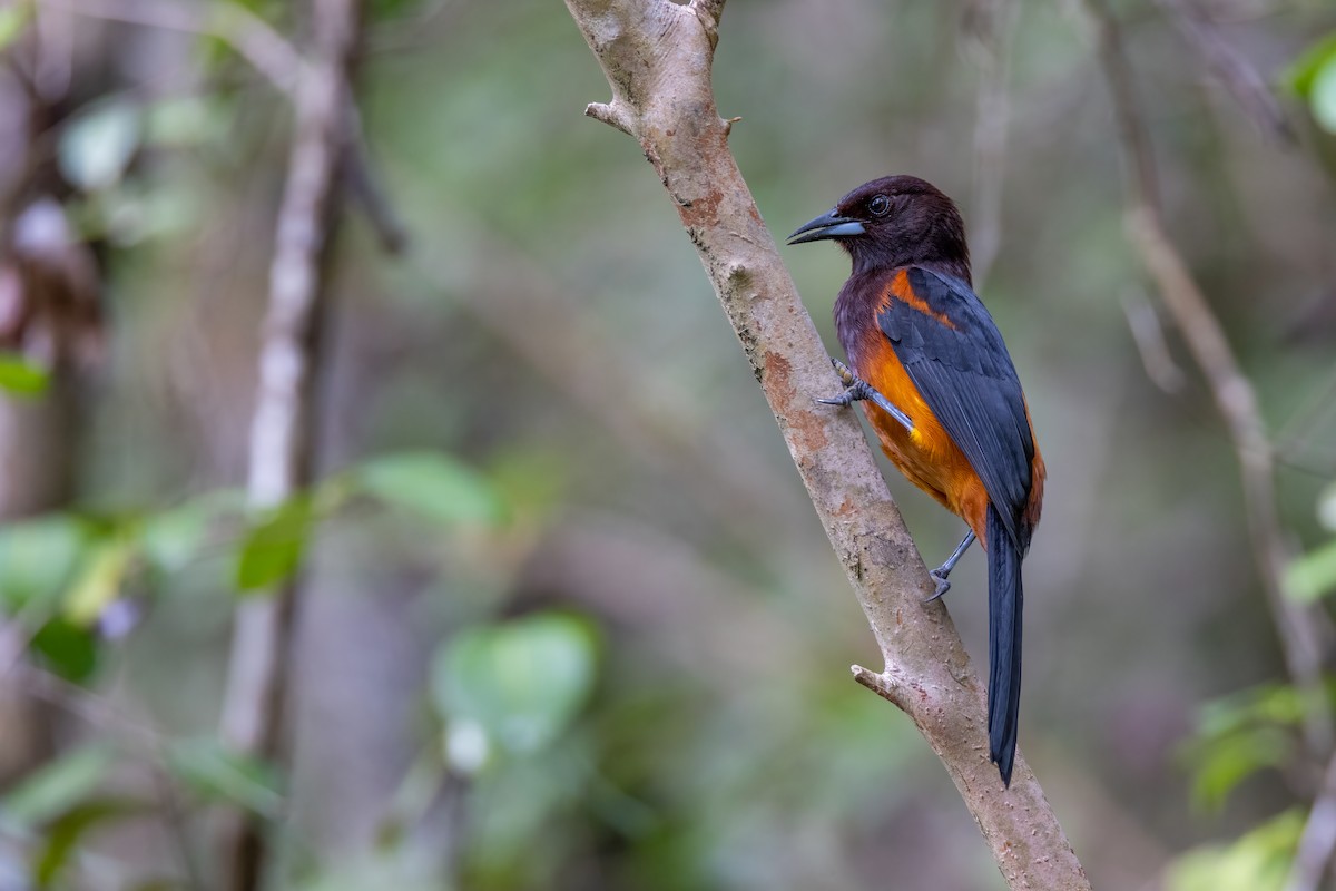 Martinique Oriole - Charlie Bostwick