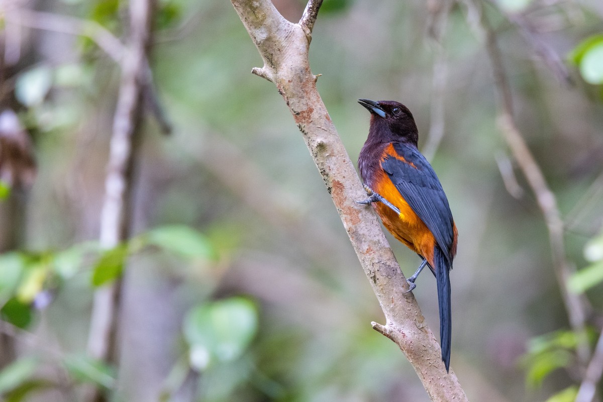 Martinique Oriole - ML540269521