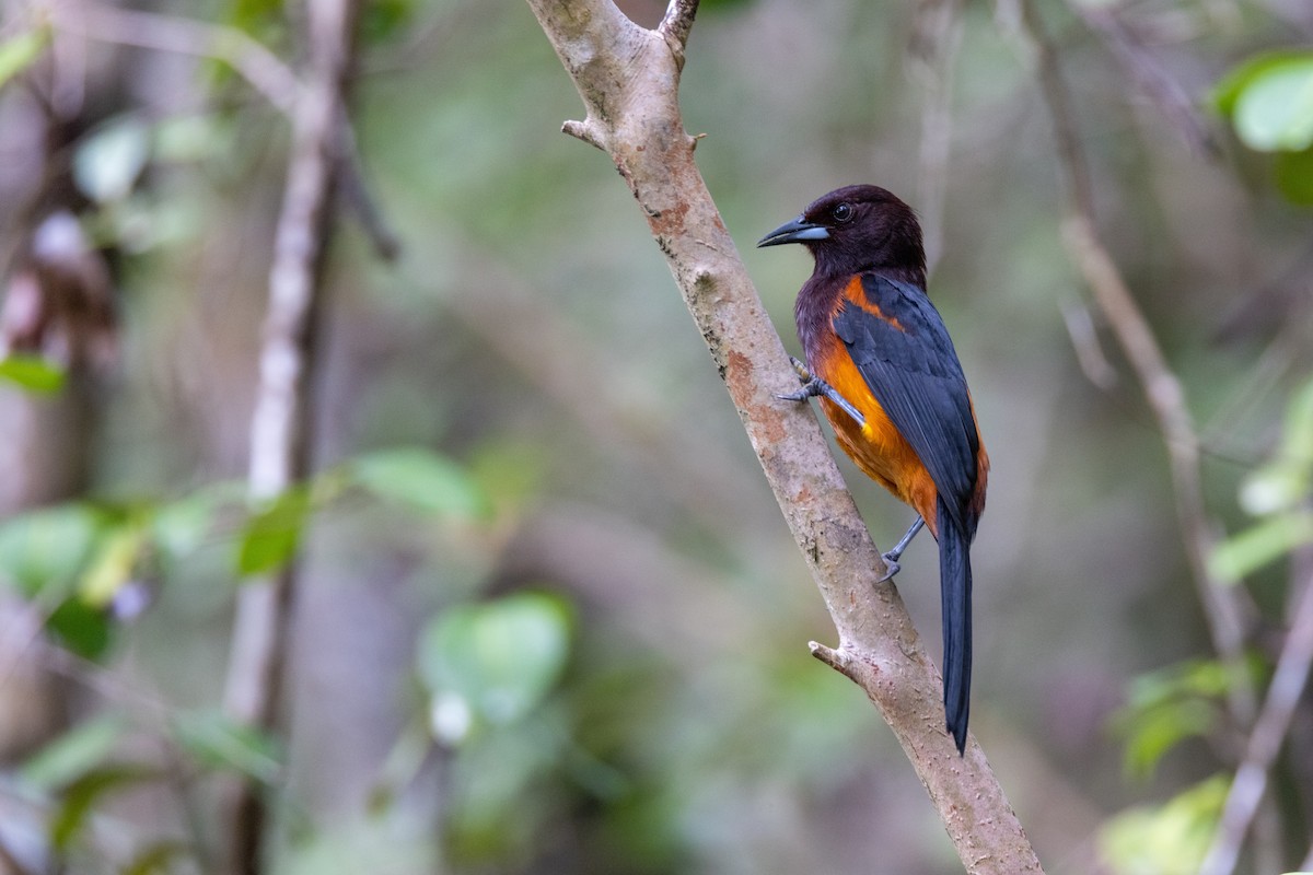 Martinique Oriole - ML540269531