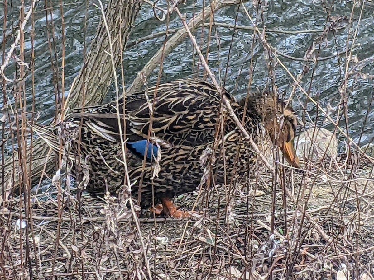 Mallard x American Black Duck (hybrid) - ML540269951