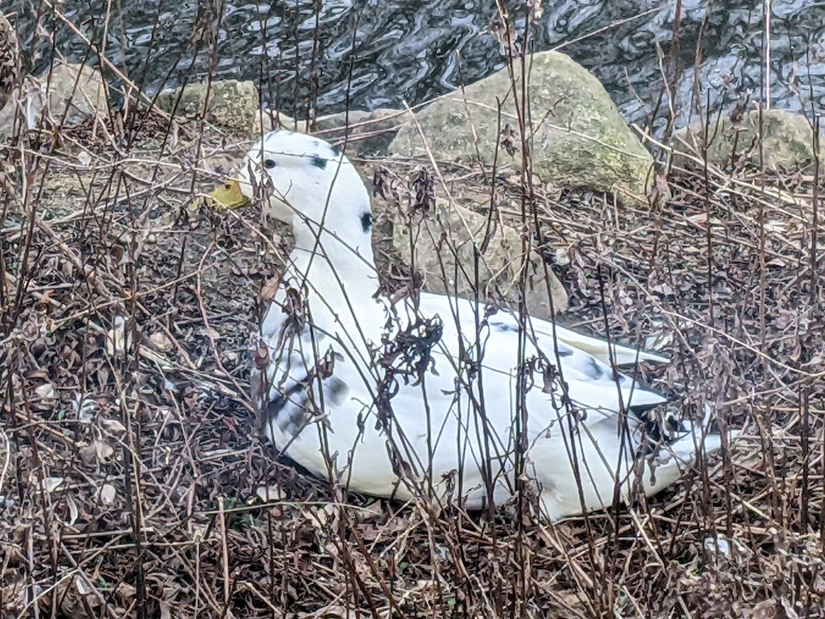 Mallard (Domestic type) - ML540270031