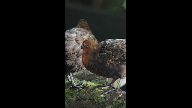 Chestnut Wood-Quail - ML540270861