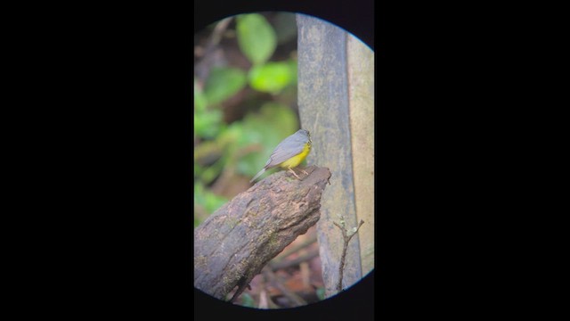 Canada Warbler - ML540271221