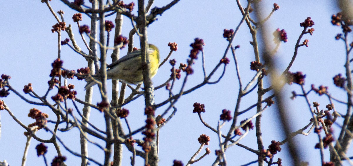 Pine Warbler - ML54027141