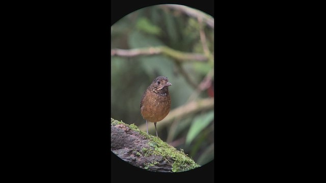 Scaled Antpitta - ML540272161