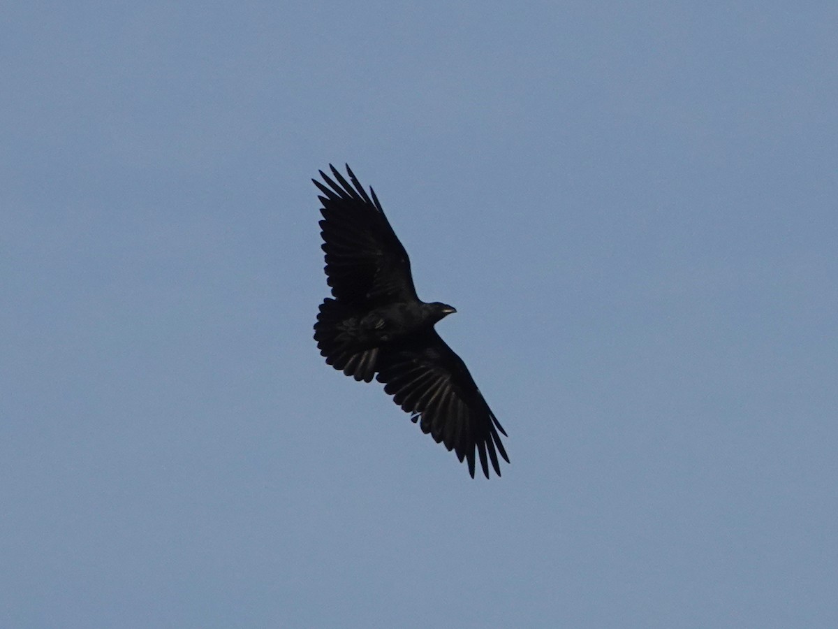 Fan-tailed Raven - ML540272171