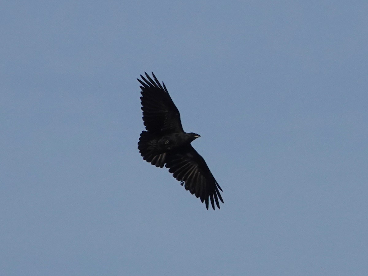 Corbeau à queue courte - ML540272171