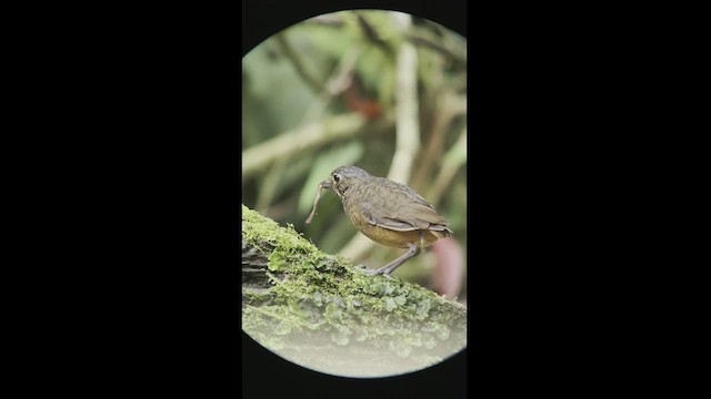 Scaled Antpitta - ML540272181