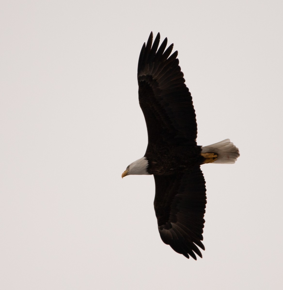 Weißkopf-Seeadler - ML540272681