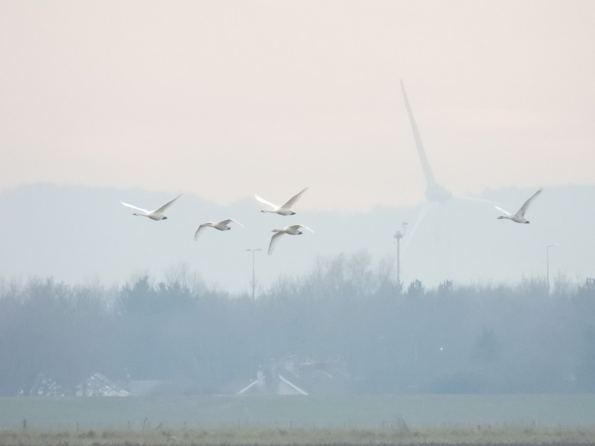 Tundra Swan - ML540273111