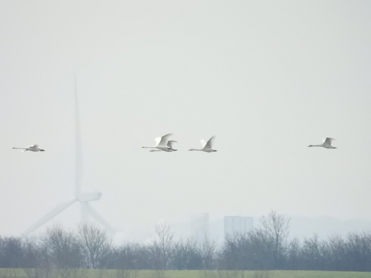 Tundra Swan - Matthew Hall