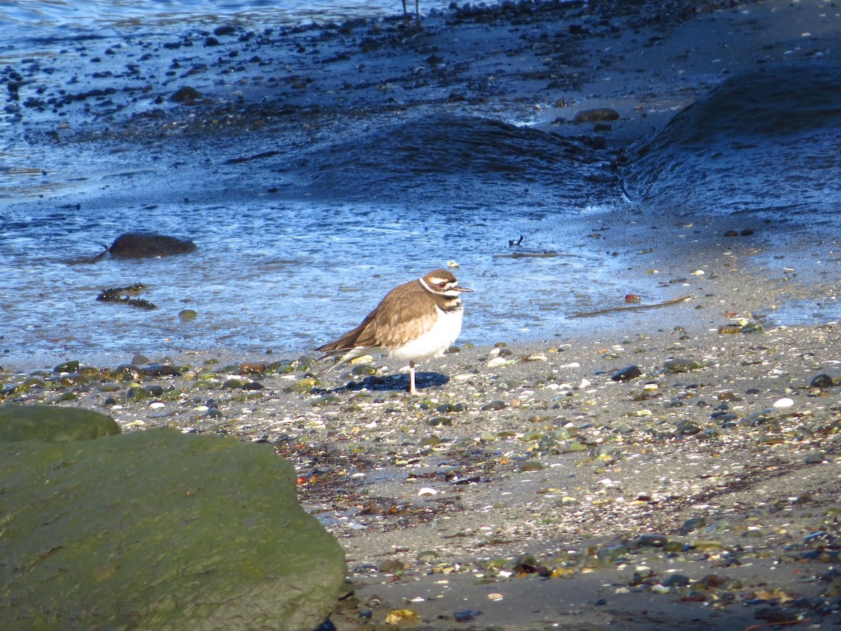 Killdeer - ML540273241