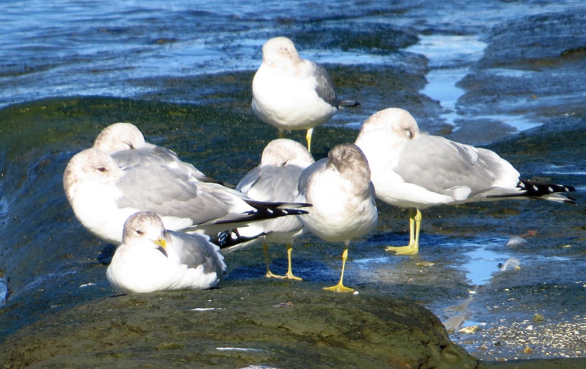 Short-billed Gull - ML540273281