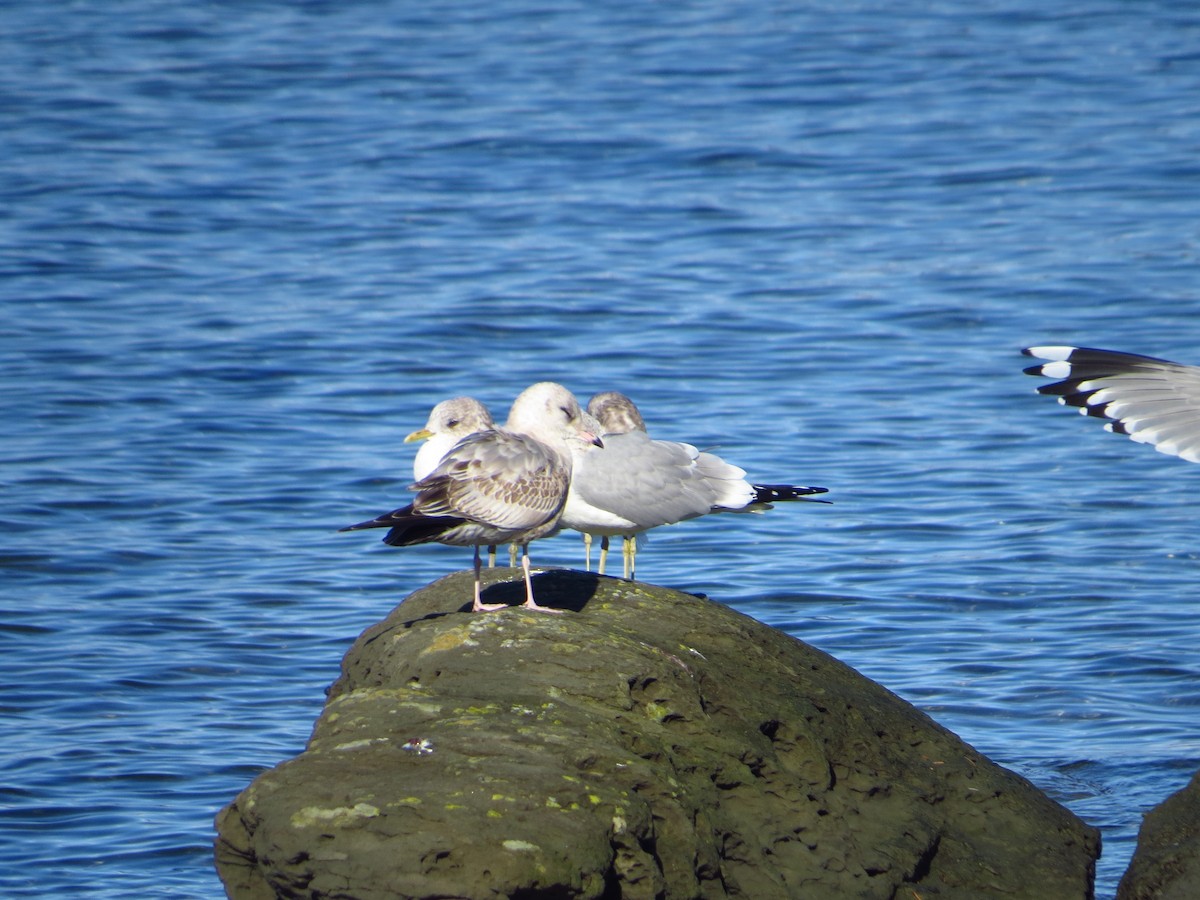 Iceland Gull (Thayer's) - ML540273411