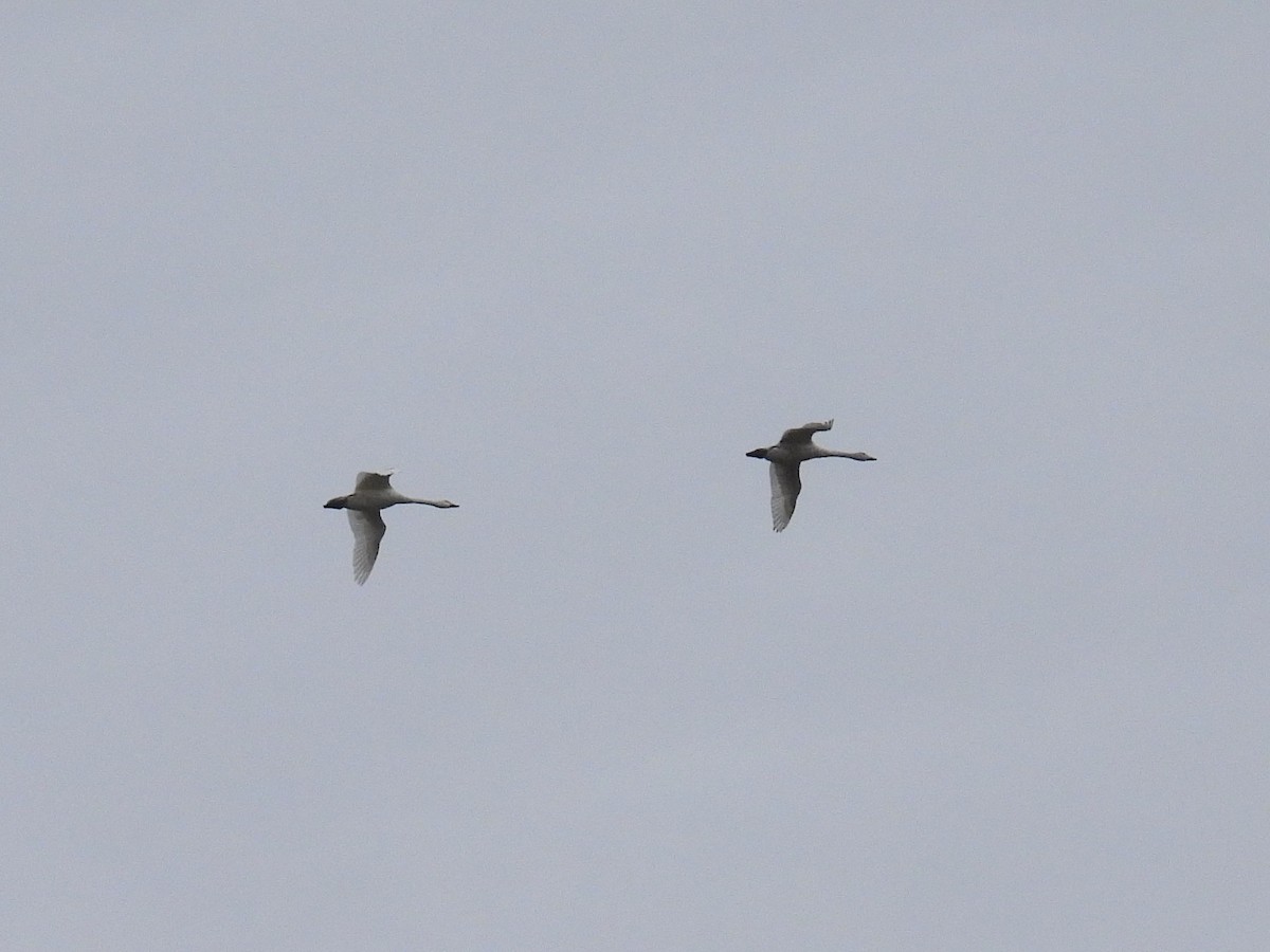 Tundra Swan - ML540273421