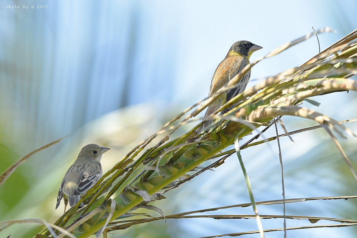 Black-headed Bunting - ML54027401