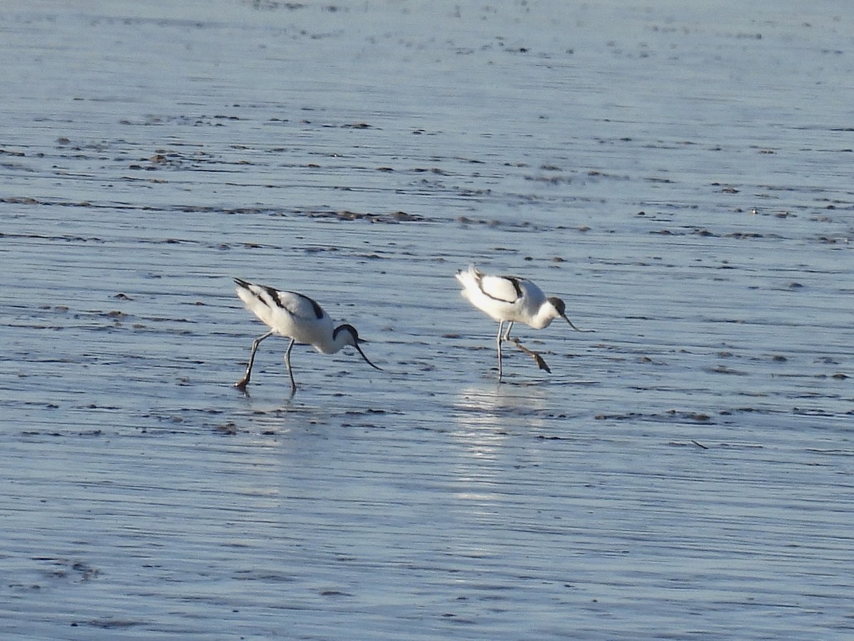 Pied Avocet - ML540275031