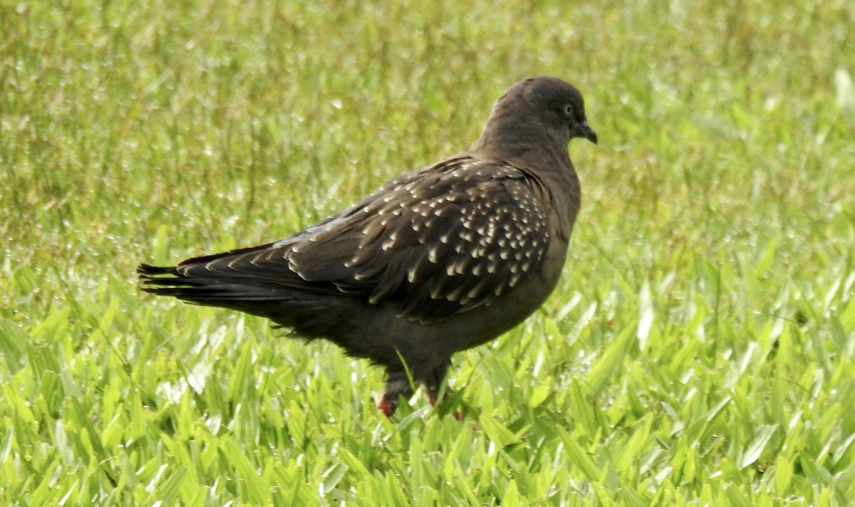 Spot-winged Pigeon - Frances Oliver