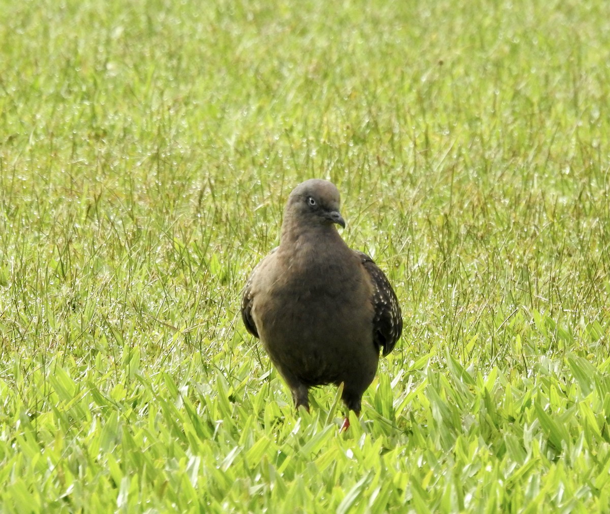 Spot-winged Pigeon - ML540275261