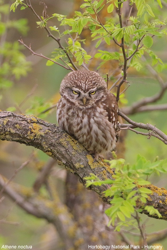 Little Owl - ML540275301