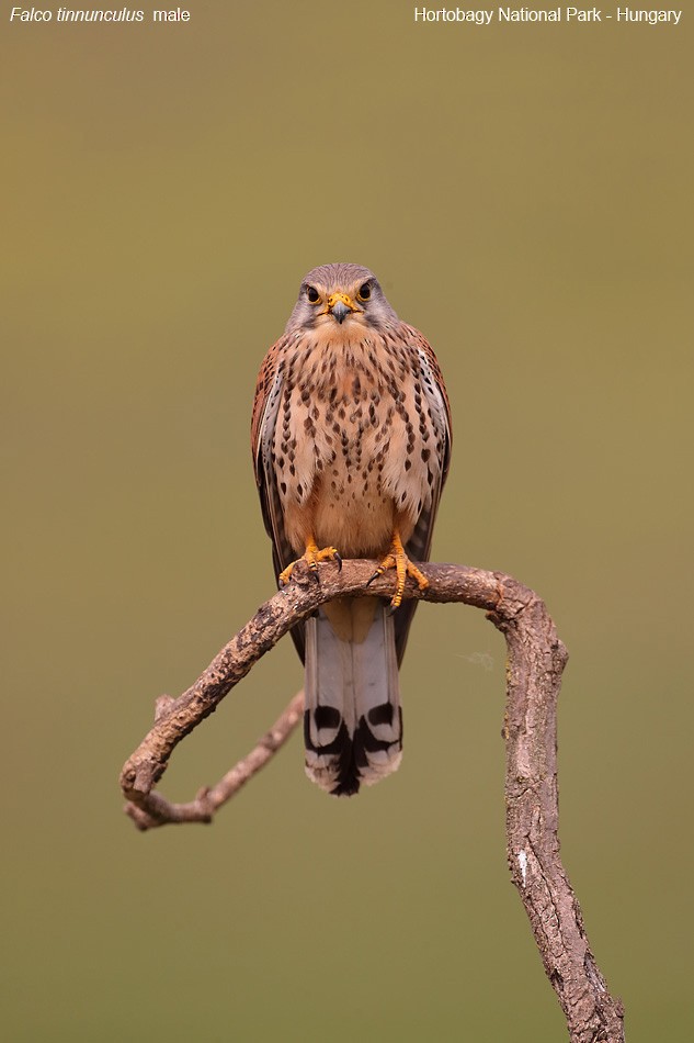 Eurasian Kestrel - ML540275931