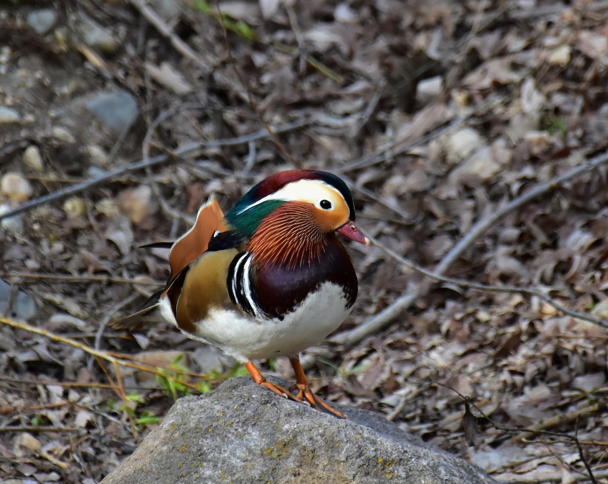 Mandarin Duck - Jim Erickson