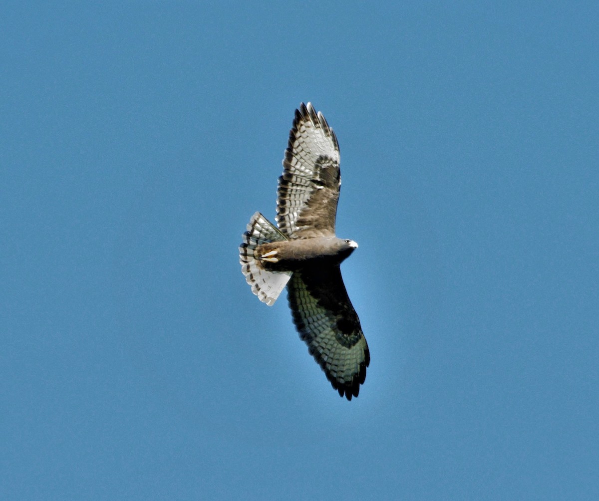 Short-tailed Hawk - ML540276091