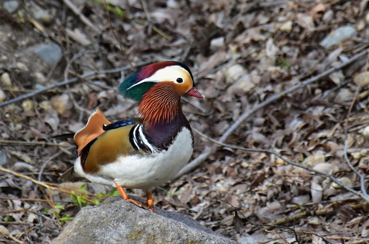 Mandarin Duck - Jim Erickson