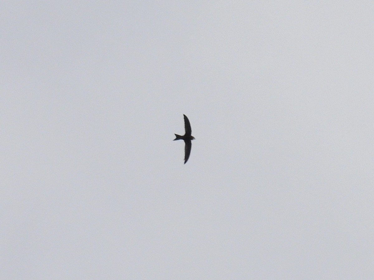 Pallid Swift - ML540276391