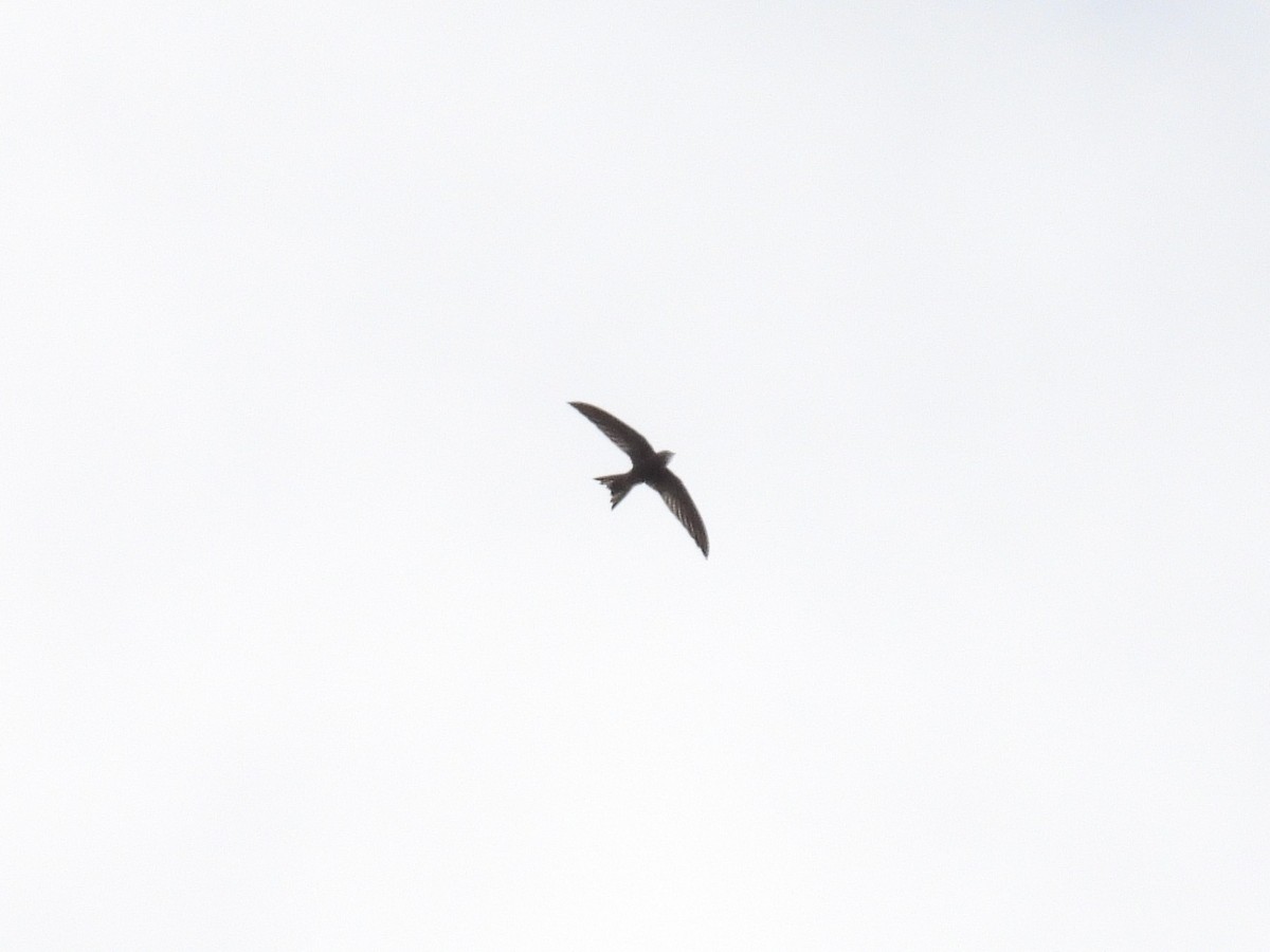 Pallid Swift - ML540276411