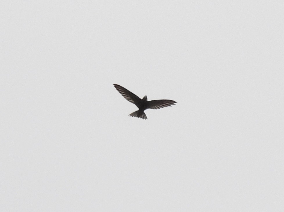 Pallid Swift - ML540276421