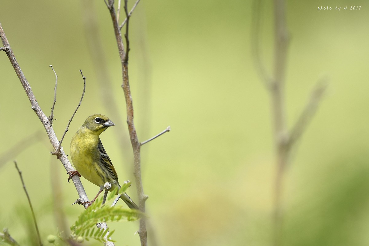 Yellow Bunting - ML54027661