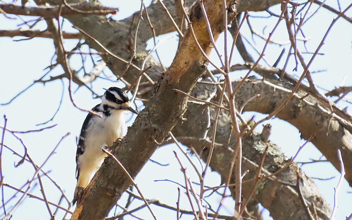 Hairy Woodpecker - ML540277641