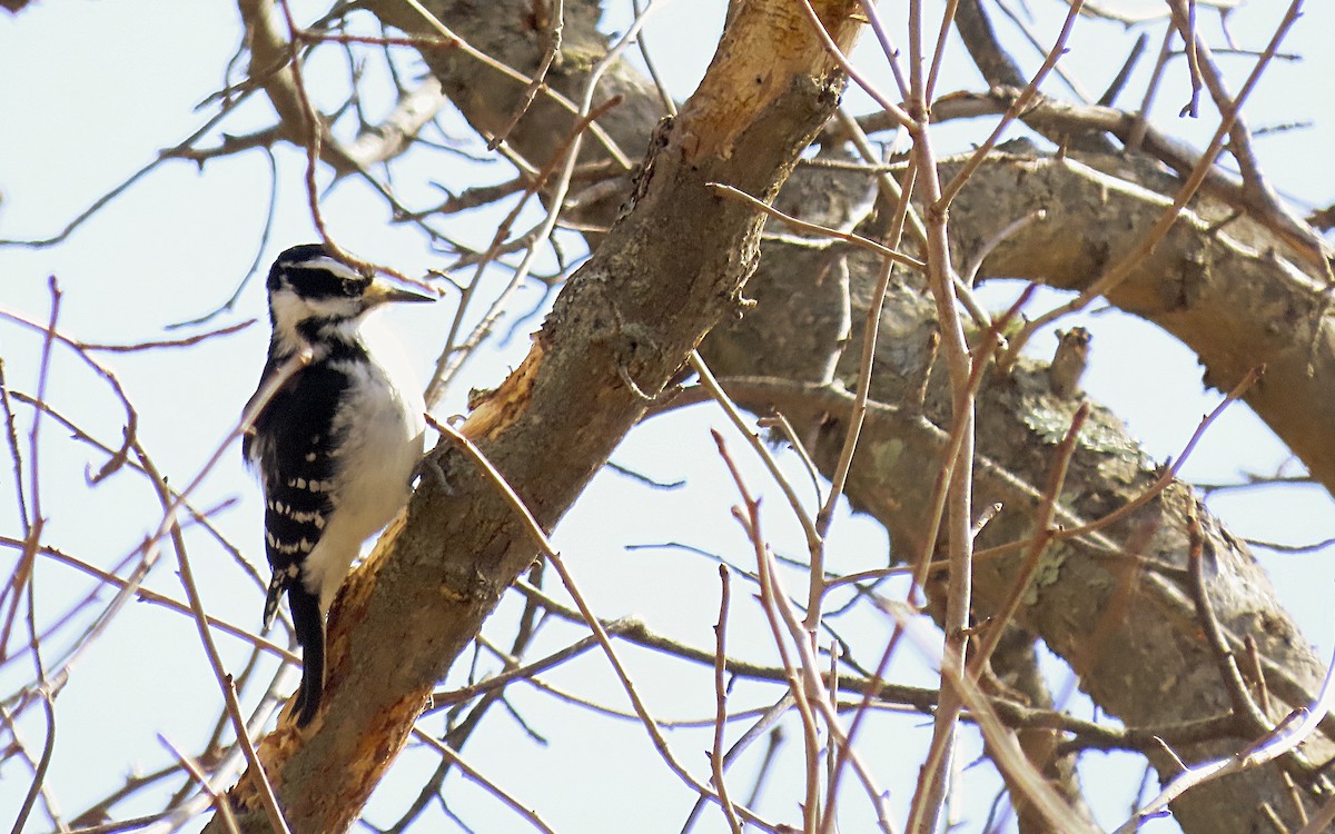 Hairy Woodpecker - ML540277651