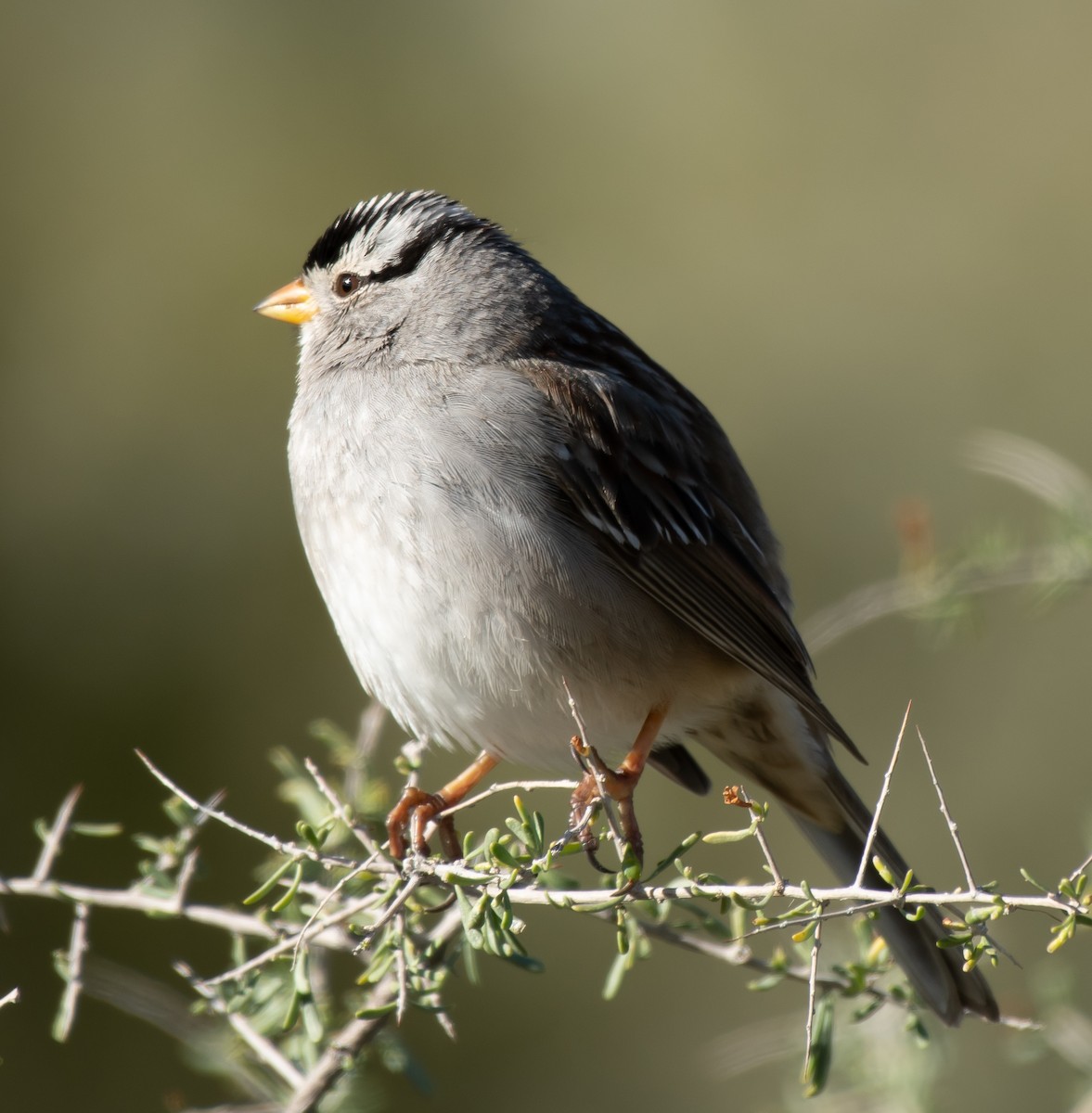 White-crowned Sparrow (Gambel's) - Gordon Karre