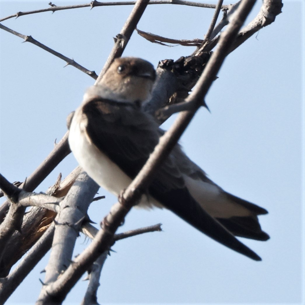 Pale Martin - ML540277971