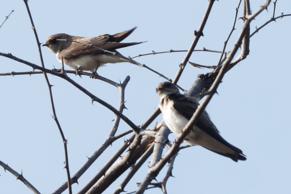 Pale Martin - ML540277981