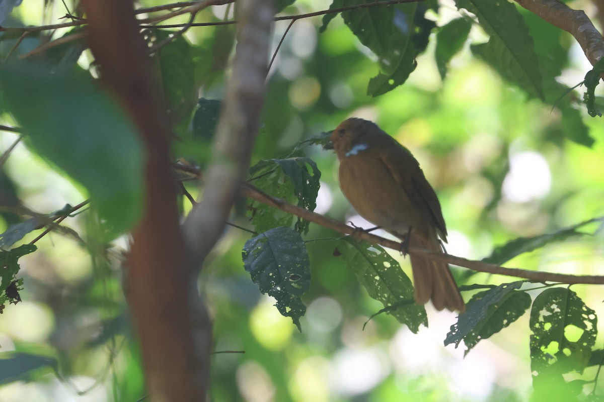 Large Niltava - Charley Hesse TROPICAL BIRDING