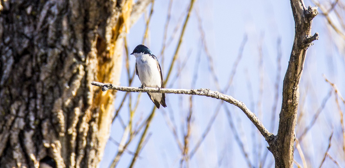 Tree Swallow - ML54027951