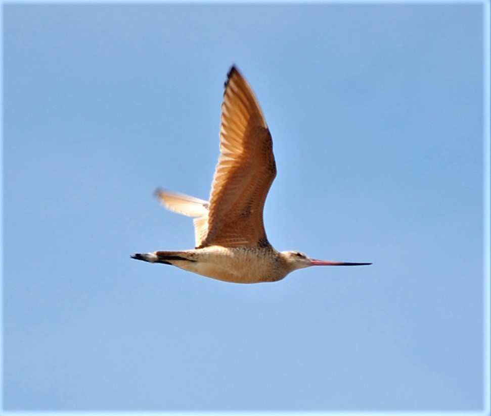 Marbled Godwit - ML540280361