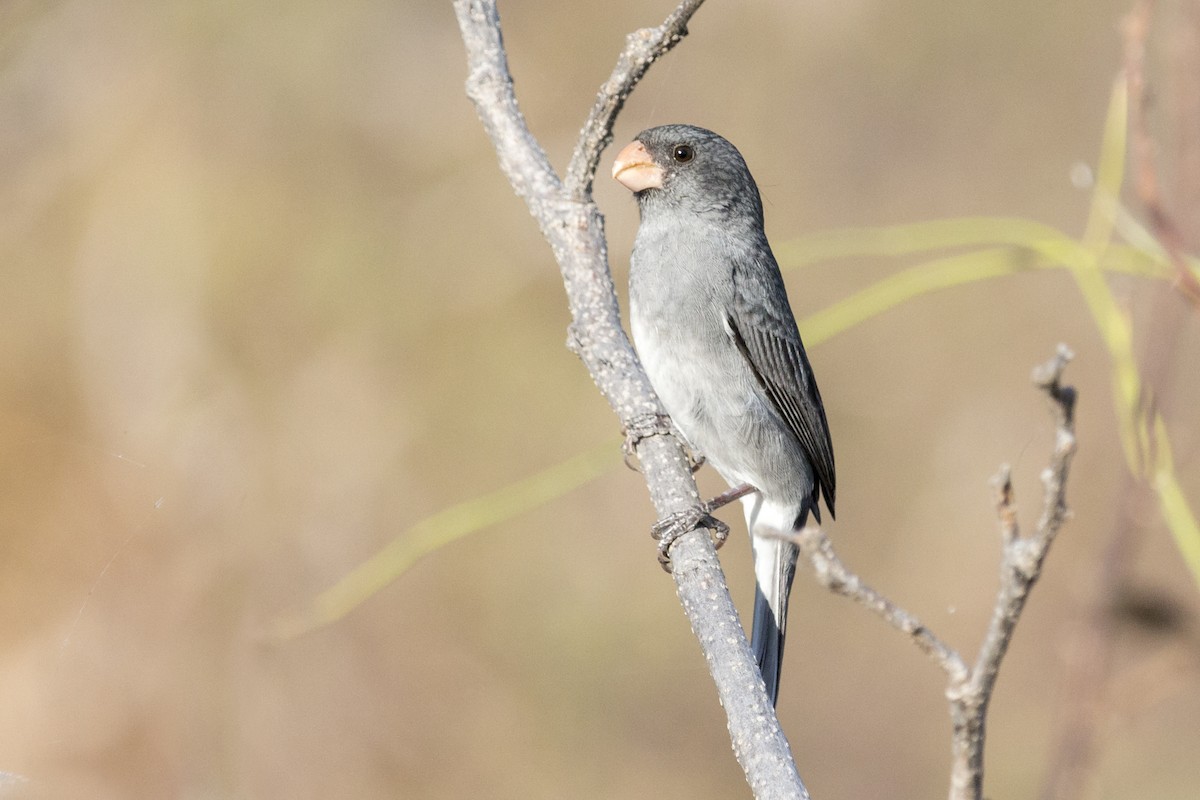 Gray Seedeater - ML540282781