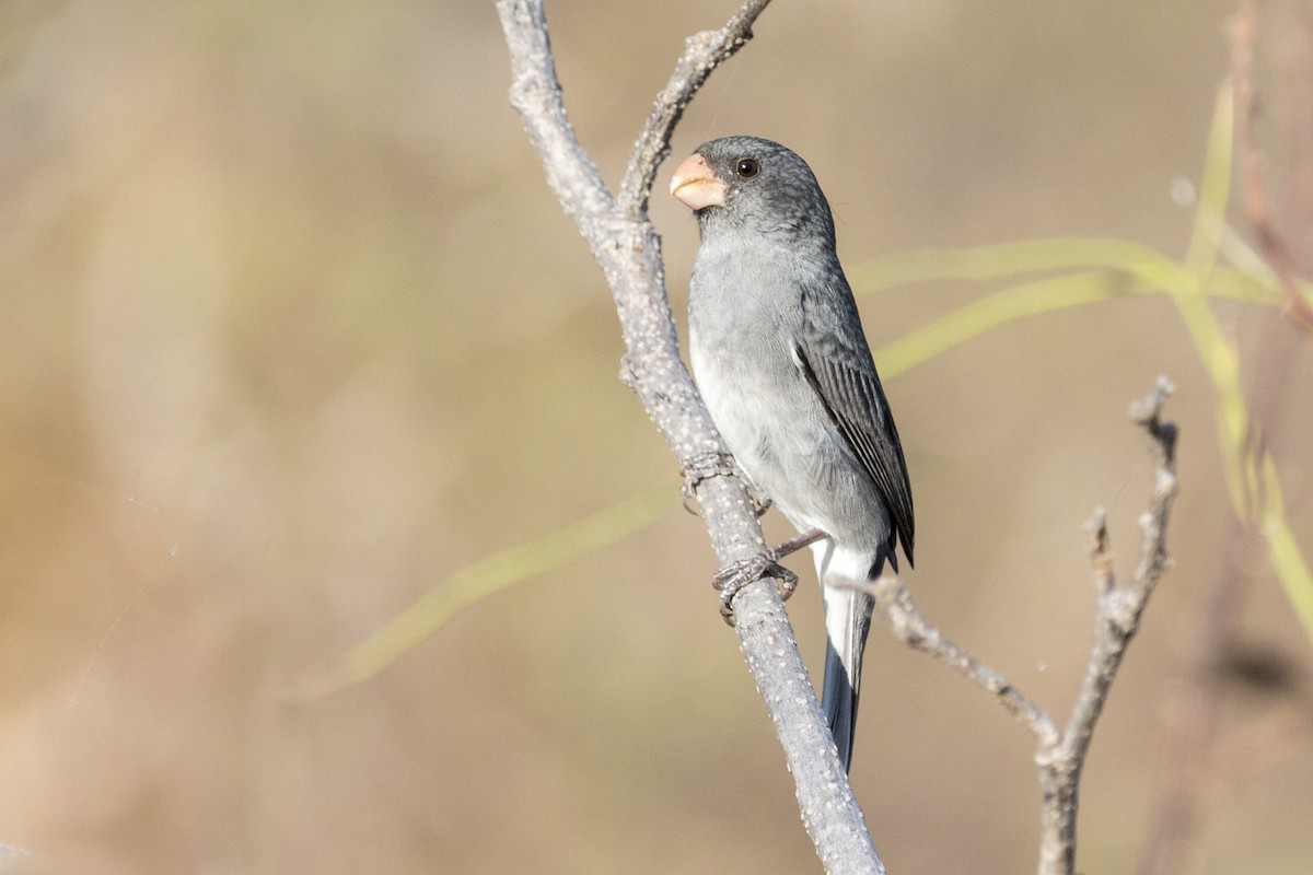 Gray Seedeater - Oswaldo Hernández Sánchez