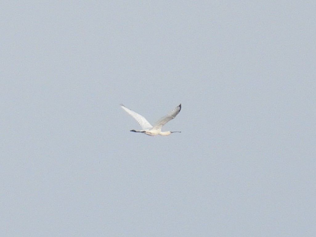 Eurasian Spoonbill - Matthew Hall