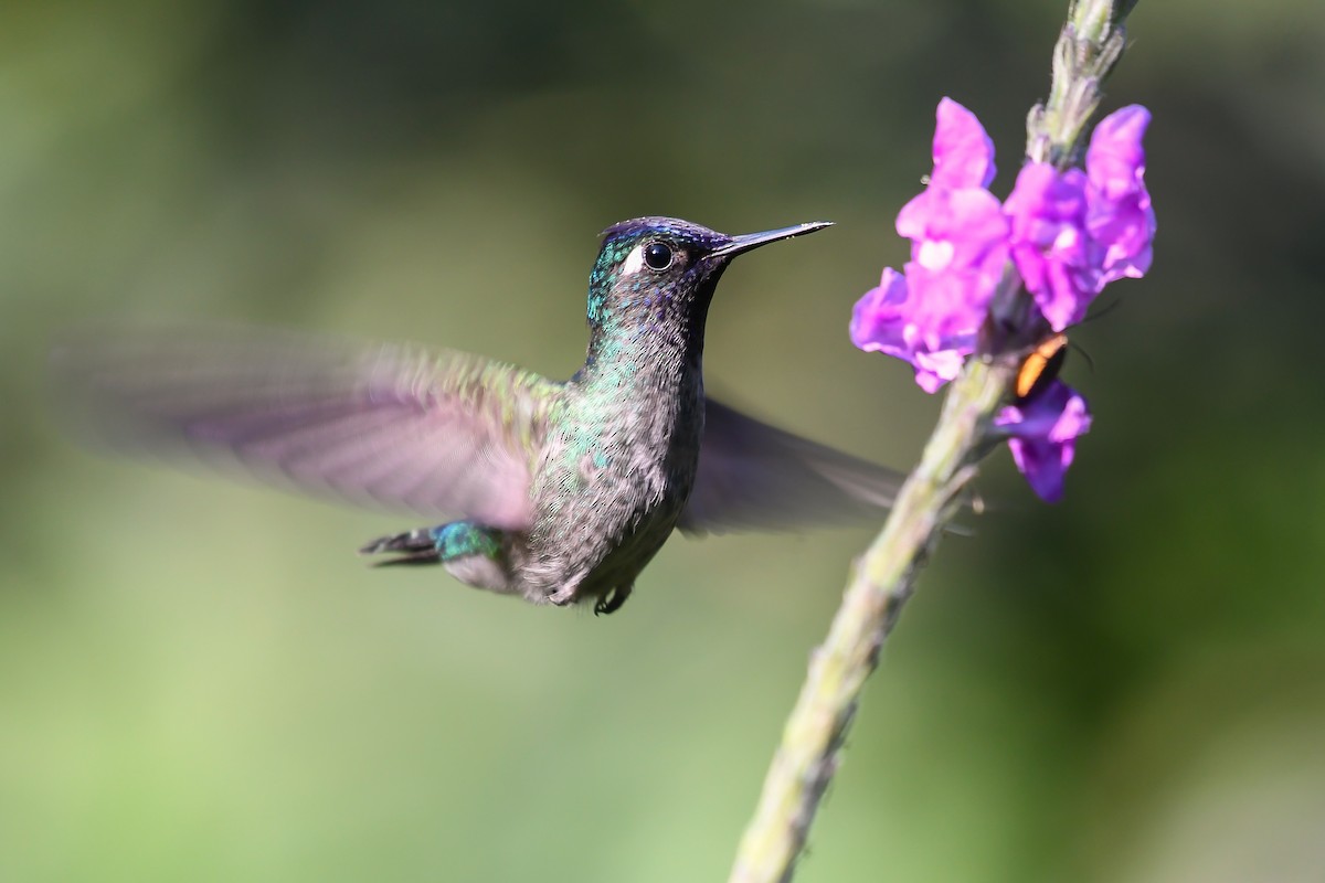 Violet-headed Hummingbird - ML540283291