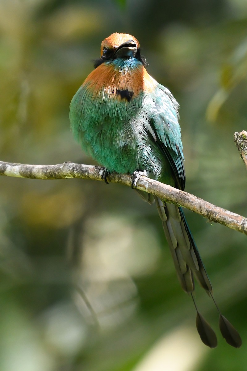 Motmot à bec large - ML540283421