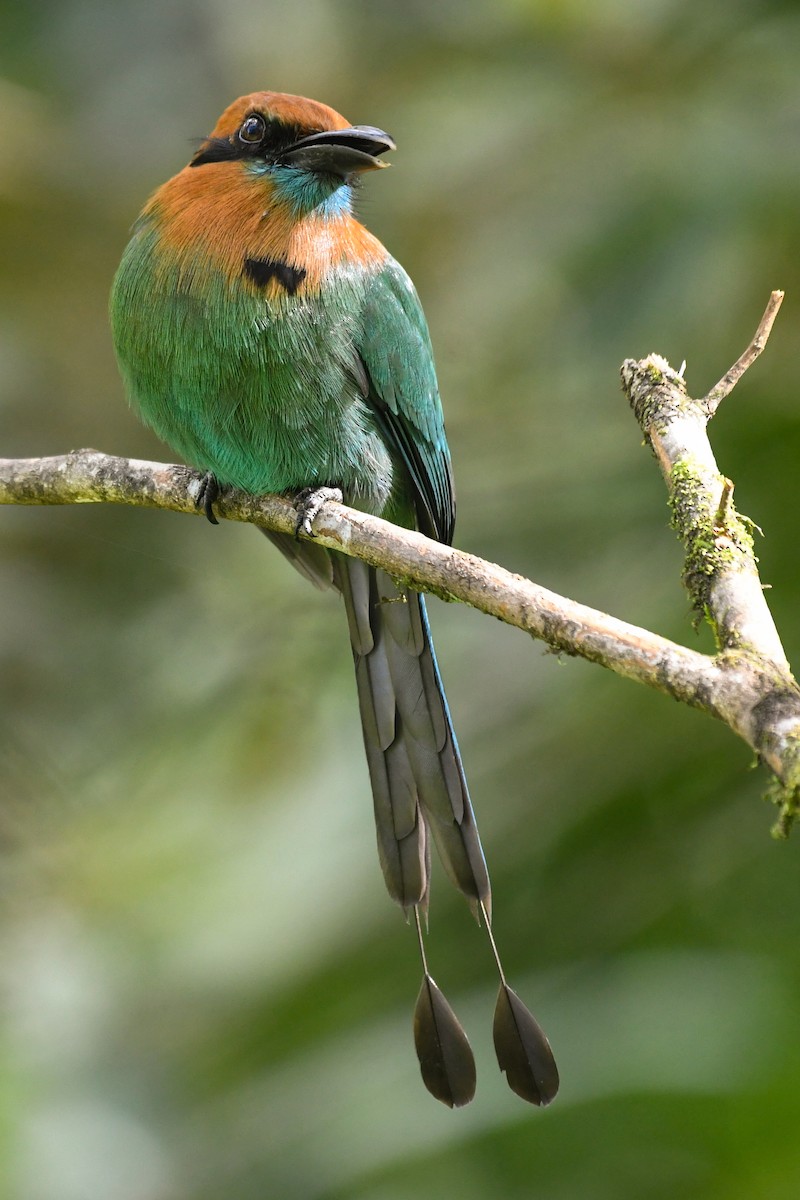 Broad-billed Motmot - ML540283431