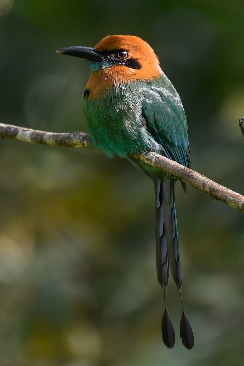 Motmot à bec large - ML540283461