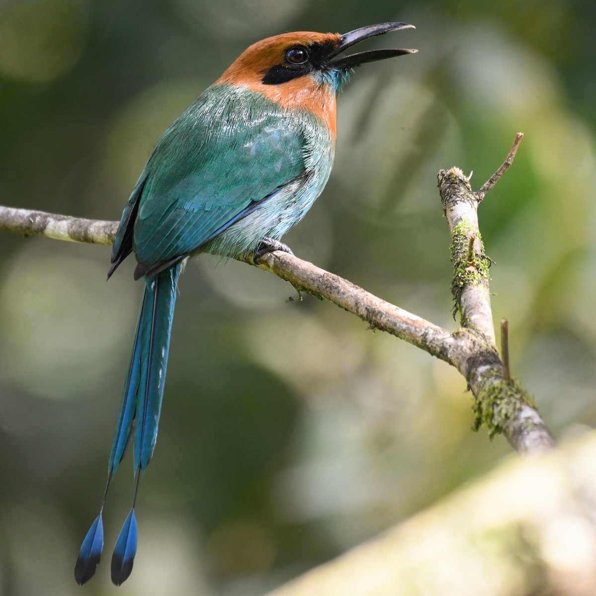 Broad-billed Motmot - Maria Jose Lou